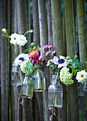 Vintage-Milchflaschen, die in einer Reihe im Garten hängen und in denen frische Frühlingsblumen stehen