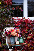 Außenansicht des Hauses und Fenster mit herbstlichem Wildem Wein (Virginia Creeper) ein Stuhl und ein Tablett mit herbstlichen Dahlienblüten und altem Emaillegeschirr
