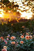 Sunlight in garden border full of Dahlia's