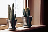 Cacti in pots standing on windowsill with patterned frosted glass window