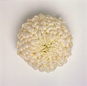 Einzelne weiße Chrysantheme