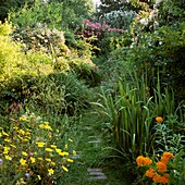 View down a garden path in an Urban wildlife garden London