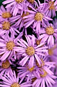 Purple flower close up of Michaelmas daisy Aster Asteraceae in urban wildlife garden London