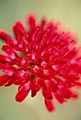 Bright red flower head detail Knautia macedonica