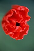 Close up of Papaver rhoeas (poppy) or red common field poppy flowers