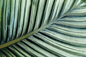 Close up of palm leaf frond