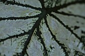 Die silbrigen Blattadern der Begonia Orpha C.Fox