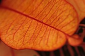 Nahaufnahme eines rötlich-orangenen tropischen Blattes