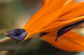 Paradiesvogel -Strelitzia reginae