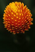 Young orange etlingera plant or torch ginger