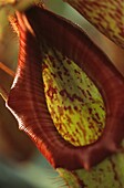 A close up of the spurred lid of a Nepenthes x hookeriana
