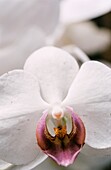 A Phalaenopsis orchid