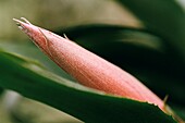 Das rosa Hochblatt der Aechmea Fasciata
