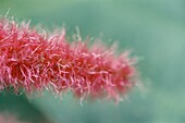 A feathery pink flower spike