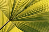 Close up of palm leaf frond