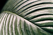 Close up of ridged palm leaf frond