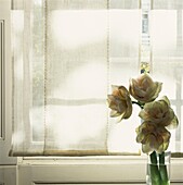 Voile curtain at a Georgian window with amaryllis flower display