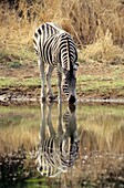 Zebra at watering hole in the Pilanesberg National Park in South Africa