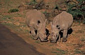White Rhinoceros at a watering hole in the Pilanesberg National Park in South Africa