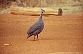 Guinea fowl walking across dry soil on game reserve