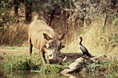 Warthog drinking by a pond on game reserve 