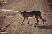 Gepard läuft über eine Straße in einem Wildreservat