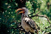 Yellow hornbill bird perched in tree top on a game reserve