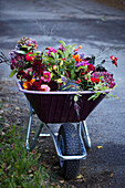 Colorful autumn flowers in a wheelbarrow on a path