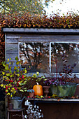 Autumn decoration with pumpkin and plants in front of window in garden