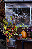 Autumn garden decoration with pumpkin and succulents in front of window