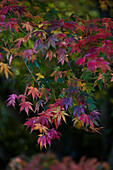 Colorful autumn leaves in natural light