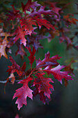 Rot gefärbtes Herbstlaub