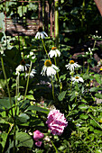 Sonnenhut und Pfingstrose im sommerlichen Gartenbeet