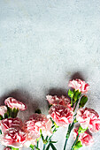 Spring bouquet with pink cloves on concrete background
