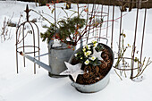 Winterliche Gartendekoration mit Christrosen in Zinkwanne im Schnee