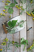 Tansy (Tanacetum vulgare) and measuring cup with wooden handle, decorated with rosemary and blackberry leaves