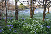 Garten unter Birken, blühender Wilder Knoblauch und Wilde Hyazinthen, im Hintegrund Teich