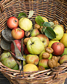 Weidenkorb mit Quitten, Äpfeln, Walnüssen und Küchenutensilien