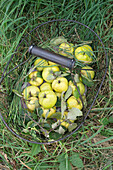 A basket of quinces in a meadow