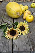Sunflowers between quinces, pears and pumpkin on wooden table