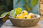 Quinces, walnut leaves and walnuts in natural stone bowl