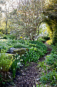 A garden path surrounded by white flowers and moss-covered rocks