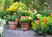 Spring flowers in white and yellow tones in terracotta pots along the garden path