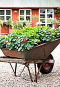 Bepflanzte alte Schubkarre vor rotem Holzhaus