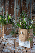 White tulips (Tulipa) in paper bags with fir branches on wooden floor