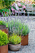 Lavender in pots in the garden with gravel soil