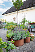 Plants in pots and raised beds in the garden with gravel soil