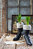 Old boots as planters for hyacinths in front of a rustic window