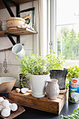 Kitchen window with herbs in pots and rustic elements