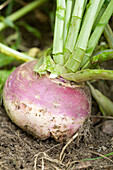 Rettich im Garten